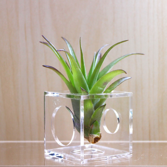 AirPlanter Cube(clear type) 2枚目の画像