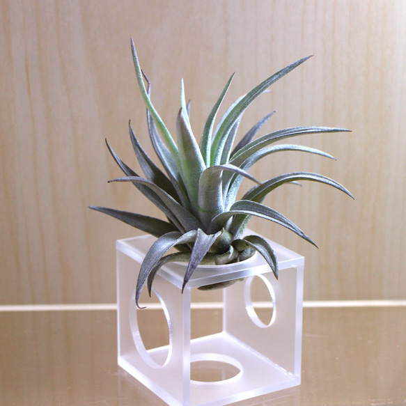 AirPlanter Cube(milky type) 2枚目の画像