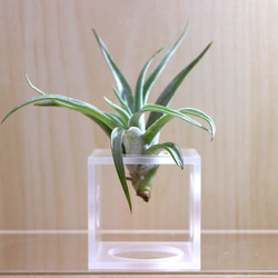 AirPlanter Cube(milky type) 1枚目の画像