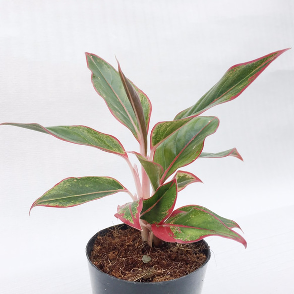 観葉植物　アグラオネマ　赤斑　バスルーム観葉　500円シリーズ 1枚目の画像