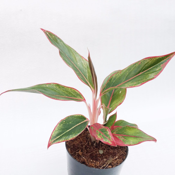 観葉植物　アグラオネマ　赤斑　バスルーム観葉　500円シリーズ 2枚目の画像