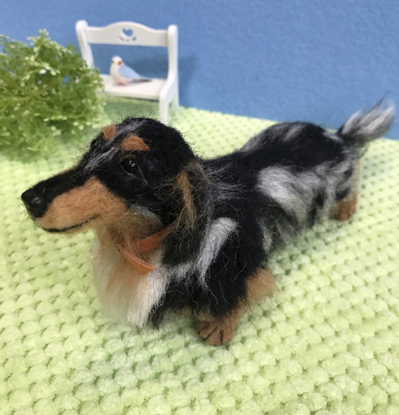 ミニチュアダックス(シルバーダップル)☆羊毛フェルト人形☆【再販/受注製作】 