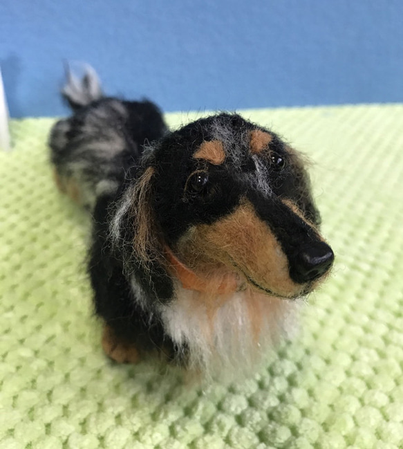 ミニチュアダックス(シルバーダップル)☆羊毛フェルト人形☆【再販/受注製作】 