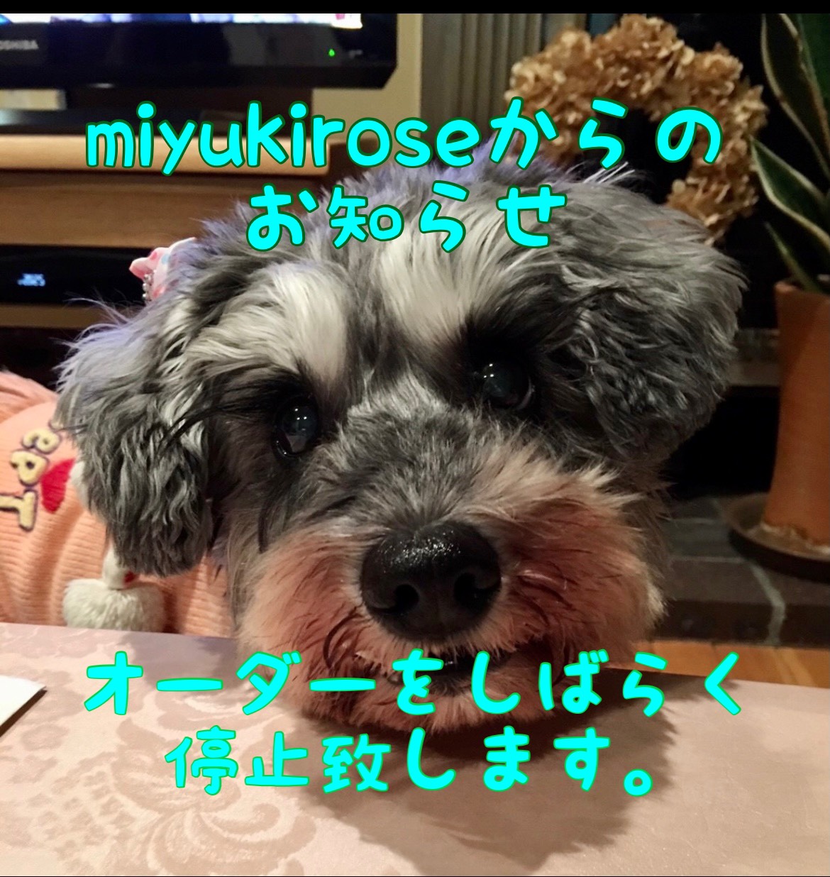 オーダー停止のお知らせ