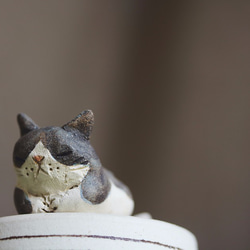 瞑想猫【猫_173】 9枚目の画像