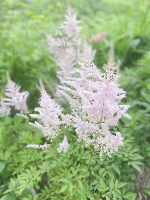 紫陽花のイヤーフック 1枚目の画像