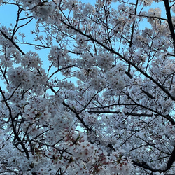 creema限定♡桜のリース＊造花　直径約25㎝ 6枚目の画像