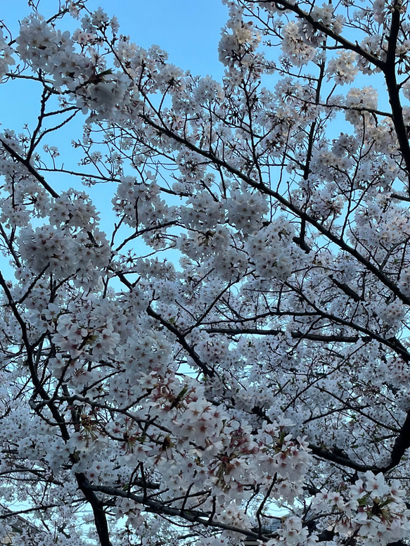 creema限定♡桜のリース＊造花　直径約25㎝ 6枚目の画像
