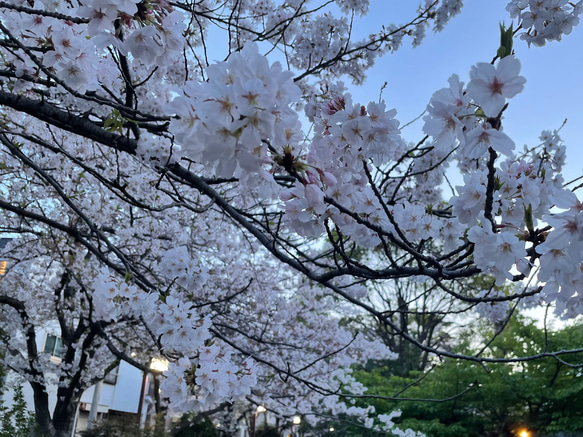 creema限定♡桜のリース＊造花　直径約25㎝ 7枚目の画像