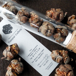 Seed mania bottle “Italian Cypress” 1枚目の画像