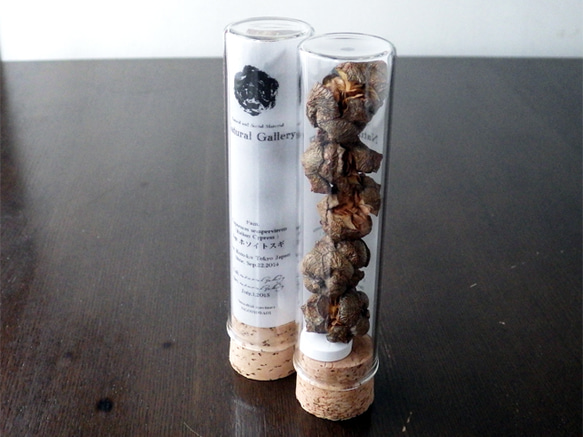 Seed mania bottle “Italian Cypress” 5枚目の画像