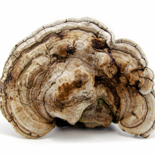 サルノコシカケ その他インテリア雑貨 Natural Gallery 通販