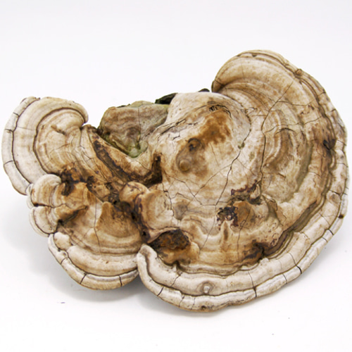 サルノコシカケ その他インテリア雑貨 Natural Gallery 通販 1426858