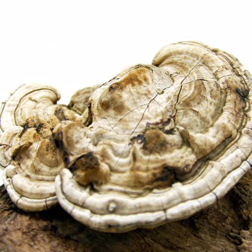 さるのこしかけ サルノコシカケ科 - Wikipedia