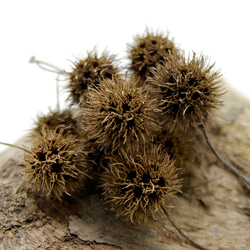 サルノコシカケ その他インテリア雑貨 Natural Gallery 通販 8028748