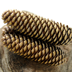 サルノコシカケ その他インテリア雑貨 Natural Gallery 通販 8028748