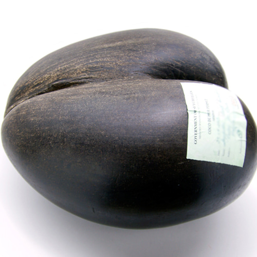 オオミヤシ（フタゴヤシ） その他インテリア雑貨 Natural Gallery 通販