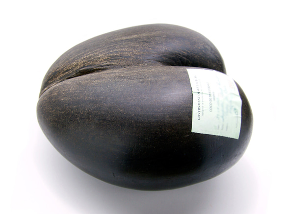 フタゴヤシの置きもの オオミヤシ（フタゴヤシ） その他インテリア雑貨 Natural Gallery 通販