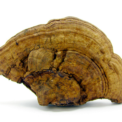 サルノコシカケ その他インテリア雑貨 Natural Gallery 通販 2778953