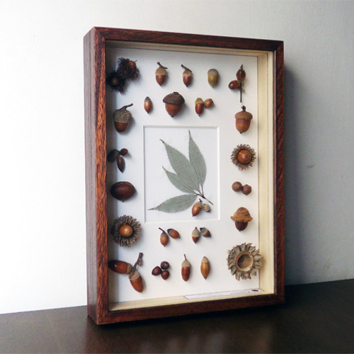 ドングリの標本函 アートフラワー Natural Gallery 通販 2824187