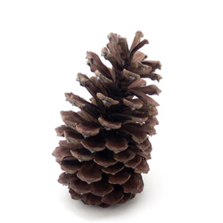 サルノコシカケ その他インテリア雑貨 Natural Gallery 通販 8028748