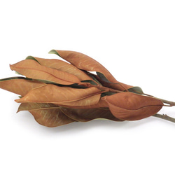 マグノリアの枝葉 3枚目の画像