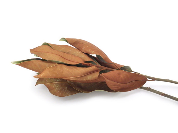 マグノリアの枝葉 3枚目の画像