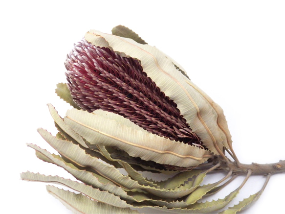 バンクシア・メンジーシー ドライフラワー Natural Gallery 通販