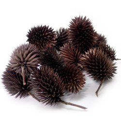 サルノコシカケ 特大サイズ柄良し 楽天市場】スパイラルステップドリル 4枚刃 4〜20mm タケノコドリル