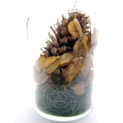 Botanical Bottle “Picea abies” 3枚目の画像