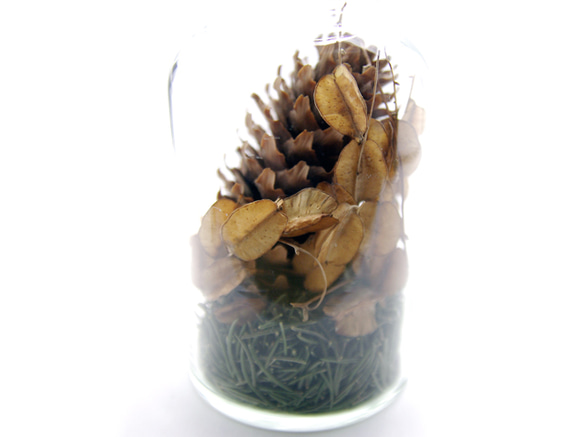 Botanical Bottle “Picea abies” 3枚目の画像