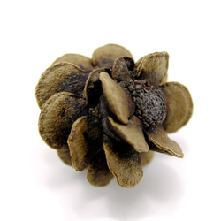 サルノコシカケ その他インテリア雑貨 Natural Gallery 通販 8028748