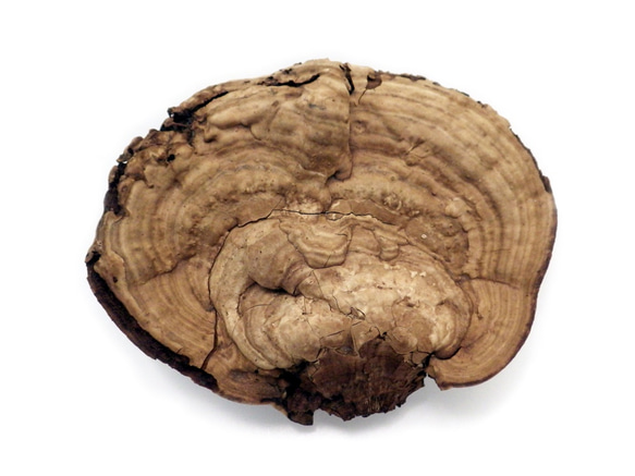 サルノコシカケ その他インテリア雑貨 Natural Gallery 通販 8028748