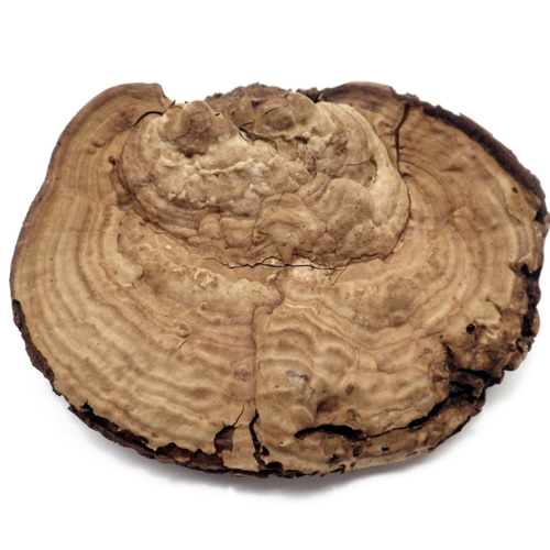 サルノコシカケ その他インテリア雑貨 Natural Gallery 通販 8028748