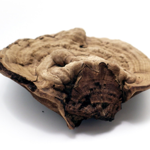 サルノコシカケ その他インテリア雑貨 Natural Gallery 通販 8028748