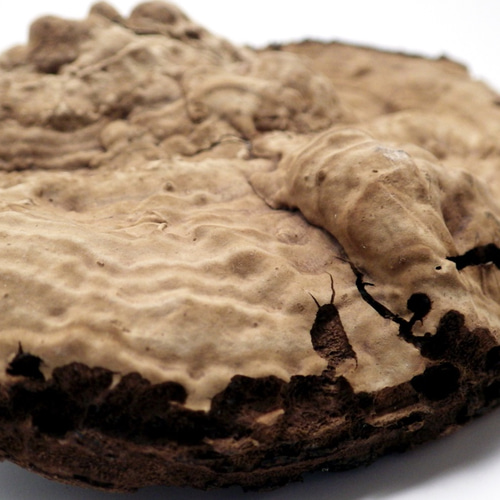 サルノコシカケ その他インテリア雑貨 Natural Gallery 通販 8028748