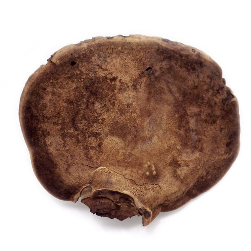 サルノコシカケ その他インテリア雑貨 Natural Gallery 通販 8028748