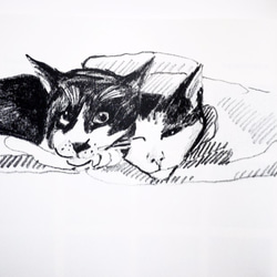 猫の顔 - （5）ポスターを含むPDAの組み合わせ 4枚目の画像