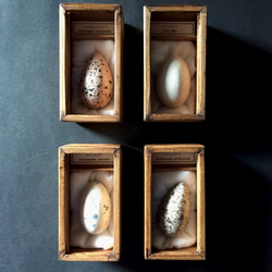 擬卵の標本セット。 5枚目の画像