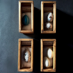 擬卵の標本セット。 6枚目の画像