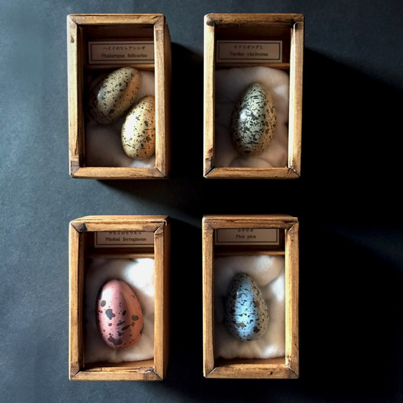 擬卵の標本セット。 7枚目の画像