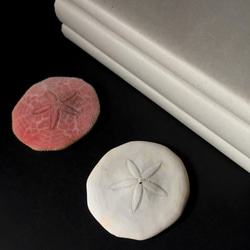 ヨツアナカシパン骨格と乾燥標本。 5枚目の画像