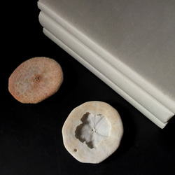 ヨツアナカシパン骨格と乾燥標本。 6枚目の画像