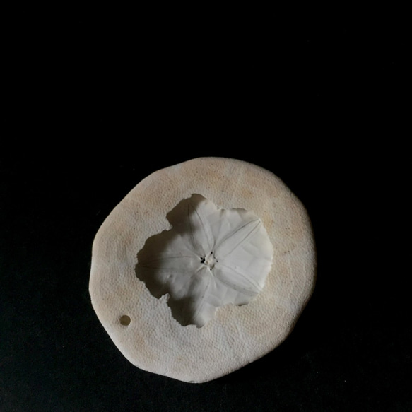 ヨツアナカシパン骨格と乾燥標本。 7枚目の画像