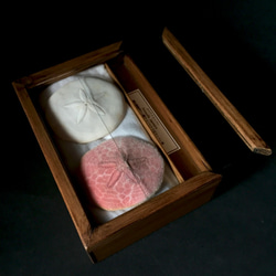 ヨツアナカシパン骨格と乾燥標本。 8枚目の画像