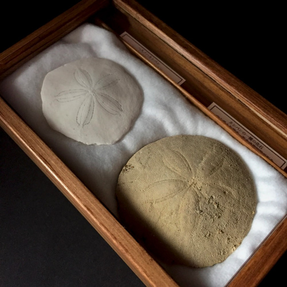 ハスノハカシパン骨格とカシパンの一種化石標本。 4枚目の画像