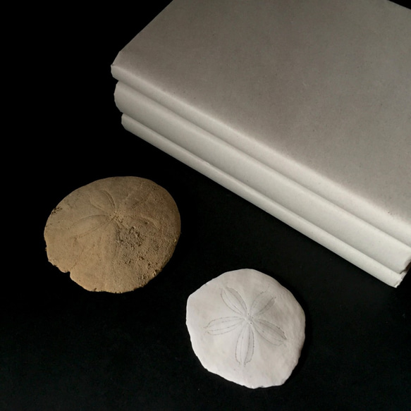 ハスノハカシパン骨格とカシパンの一種化石標本。 5枚目の画像
