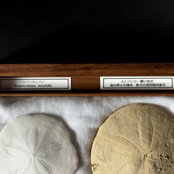 ハスノハカシパン骨格とカシパンの一種化石標本。 8枚目の画像