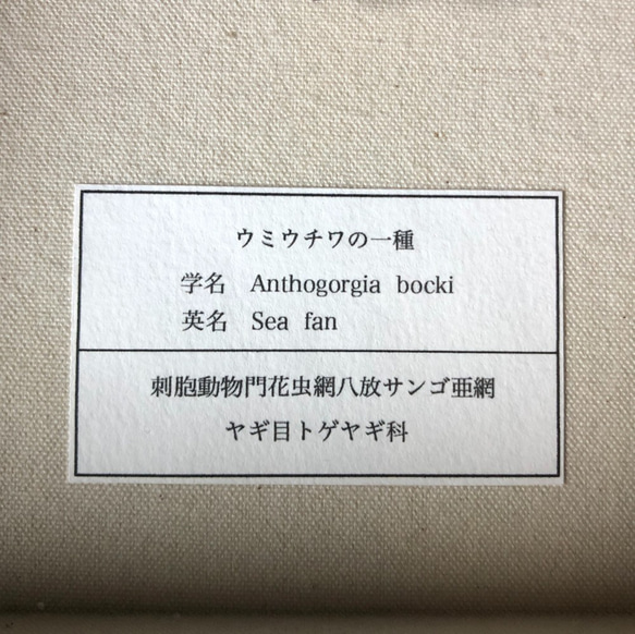 細かい枝ぶりのウミウチワ標本その三。 7枚目の画像