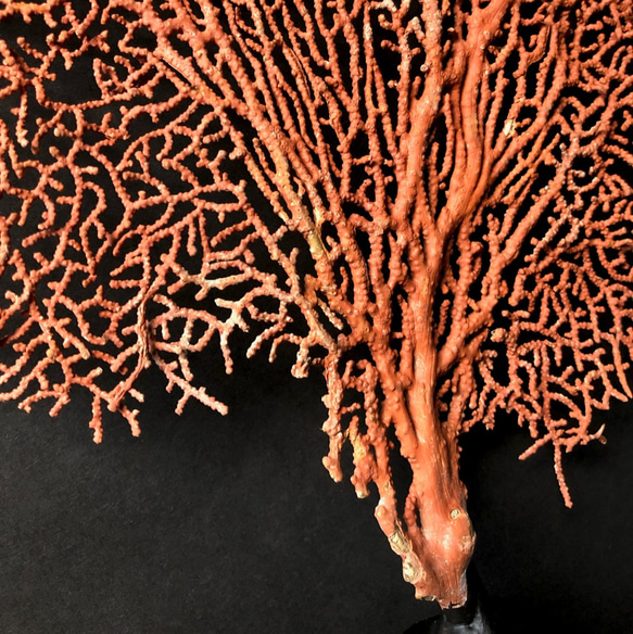 軟質珊瑚の一種の台座付き標本その二。 7枚目の画像